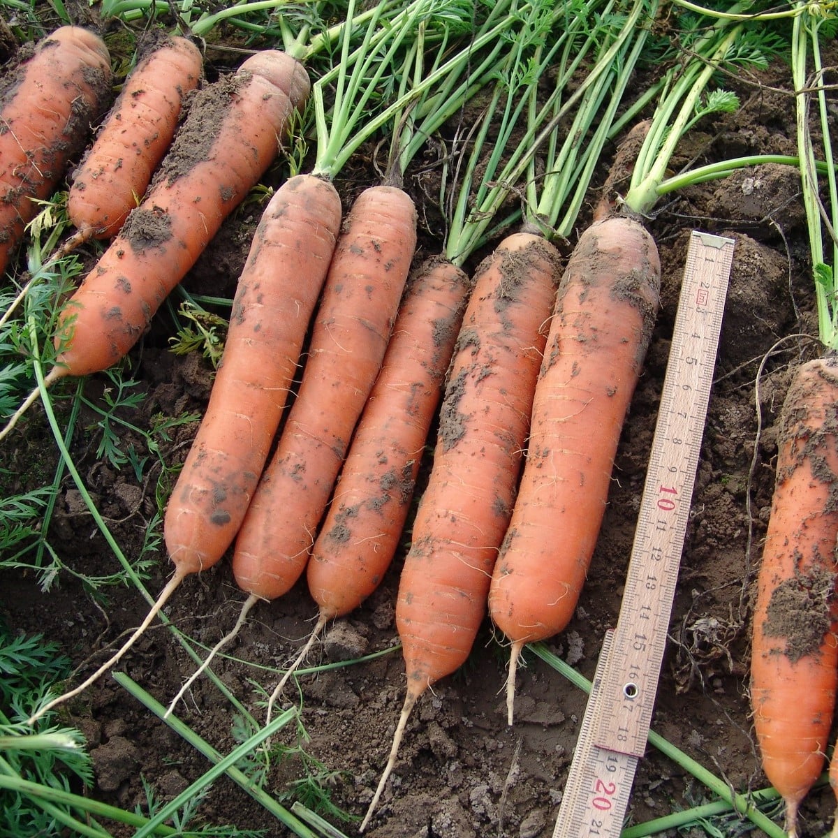 Mrkva skorá Marion F1 - Daucus carota - semená - 900 ks
