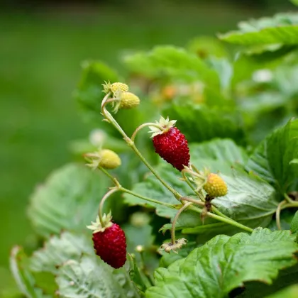 Jahoda mesačná Alexandria - Fragaria vesca - semená jahôd - 20 ks