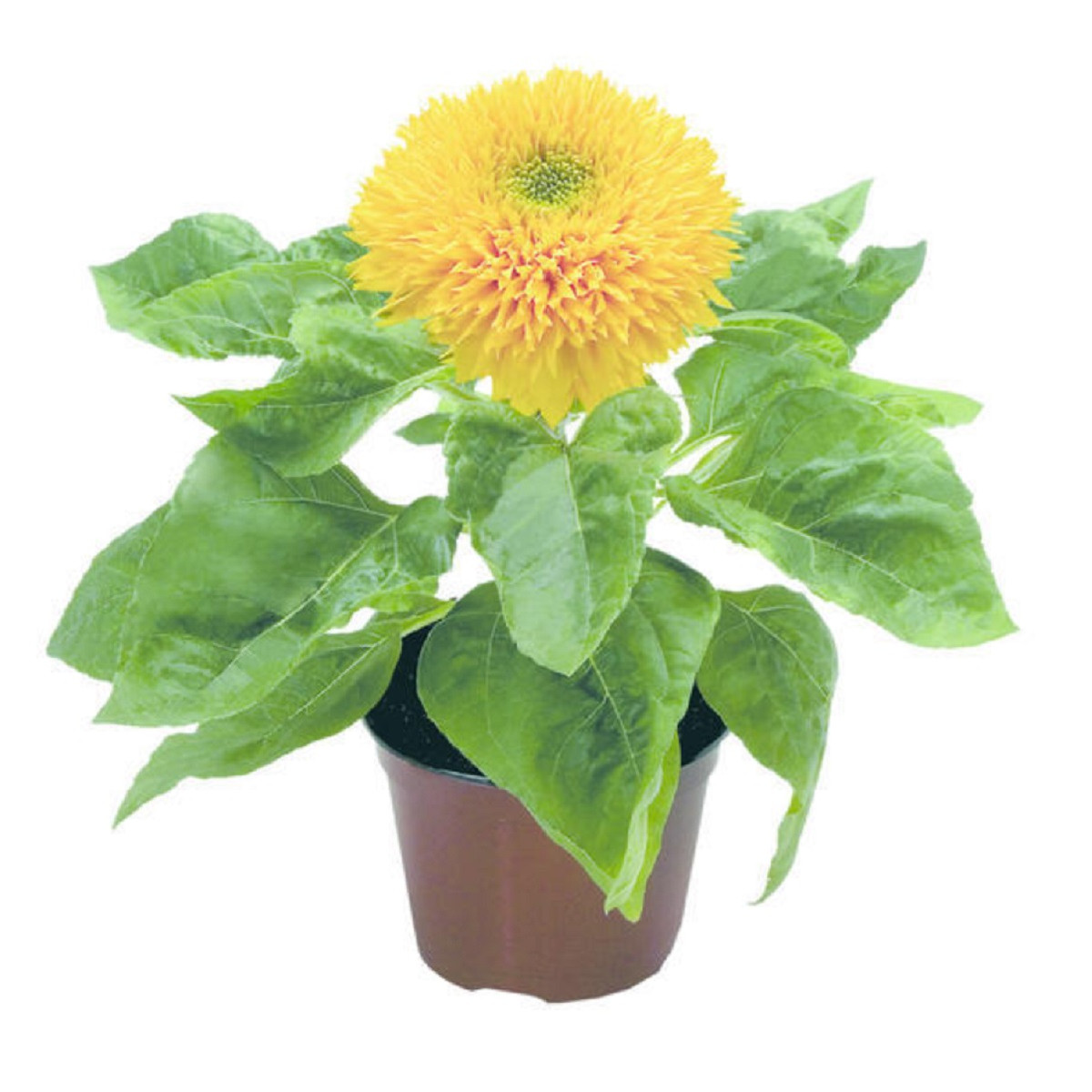 Slnečnica ročná Teddy Bear - Helianthus annuus - semená slnečnice - 15 ks