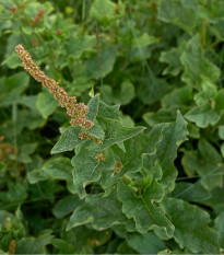 BIO mrlík všeliek - Chenopodium Henricus - bio semená mrlíka - 150 ks