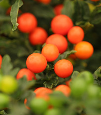 Baklažán okrasný Jupiter - Solanum pseudocapsicum - semená okrasného baklažánu - 10 ks