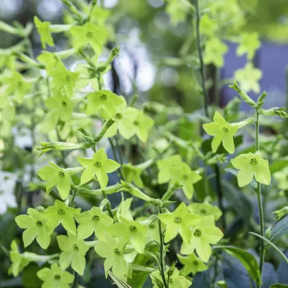 Tabak Perfume Lime - Nicotiana sanderae - semená tabaku - 50 ks