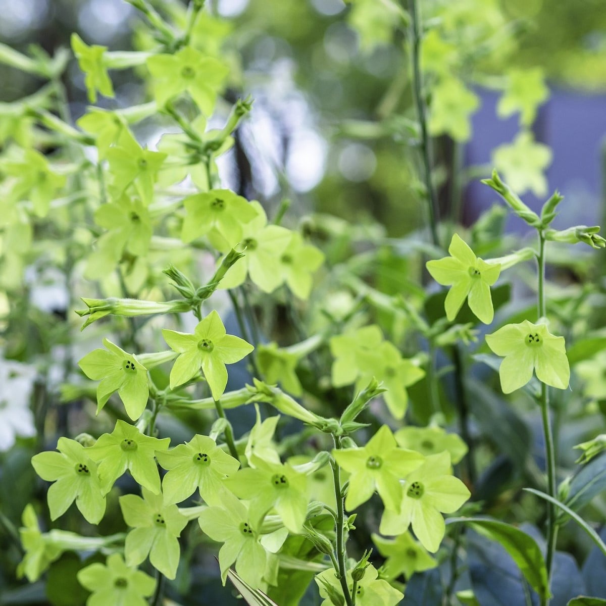 Tabak Perfume Lime - Nicotiana sanderae - semená tabaku - 50 ks