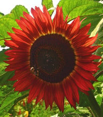 Slnečnica Moulin Rouge - Helianthus annuus - semená slnečnice - 8 ks