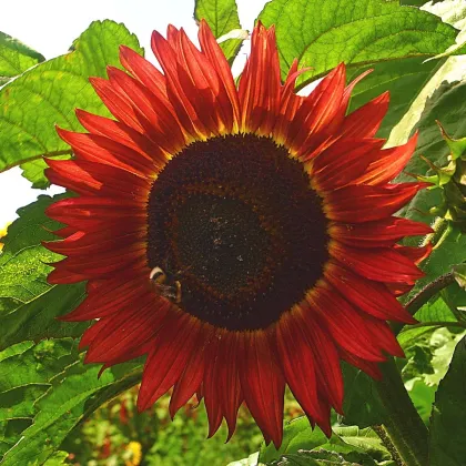 Slnečnica Moulin Rouge - Helianthus annuus - semená slnečnice - 8 ks