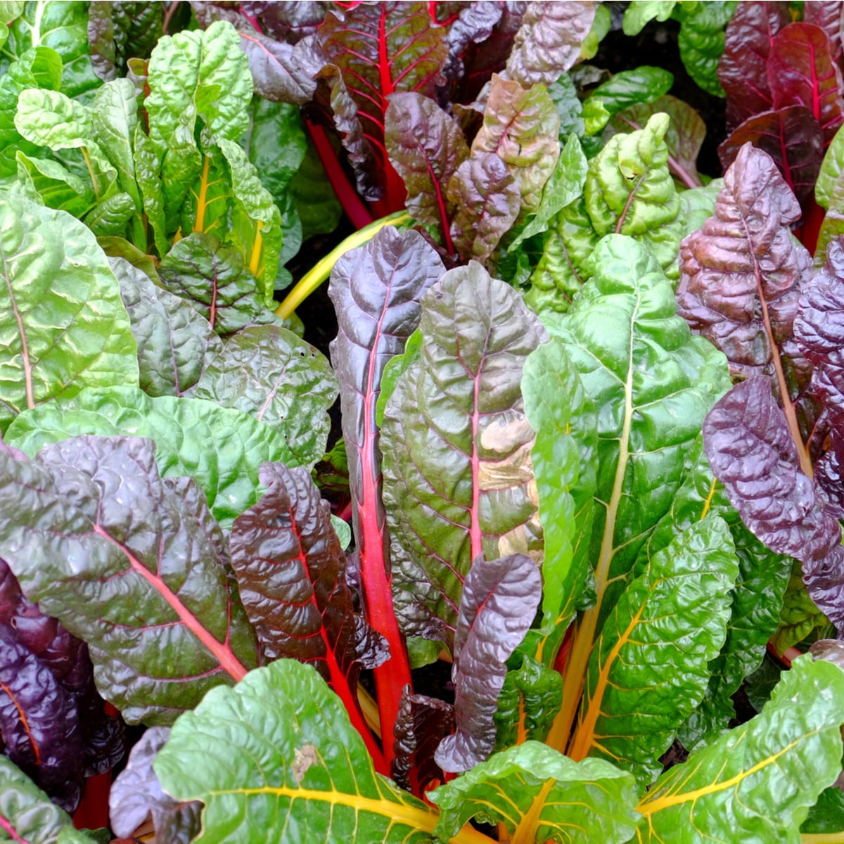 Mangold dúhový - Beta vulgaris - semená mangoldu - 25 ks