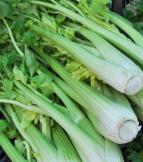 Zeler stopkový Malachit - Apium graveolens - semená - 0,7 g