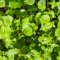 Portulaka zimná - Klajtónia prerastená - Claytonia perfoliata - semená klajtónie - 100 ks