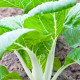 Pak Choi čínska kapusta - Brassica chinensis - semená - 100 ks