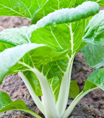 Pak Choi čínska kapusta - Brassica chinensis - semená - 100 ks