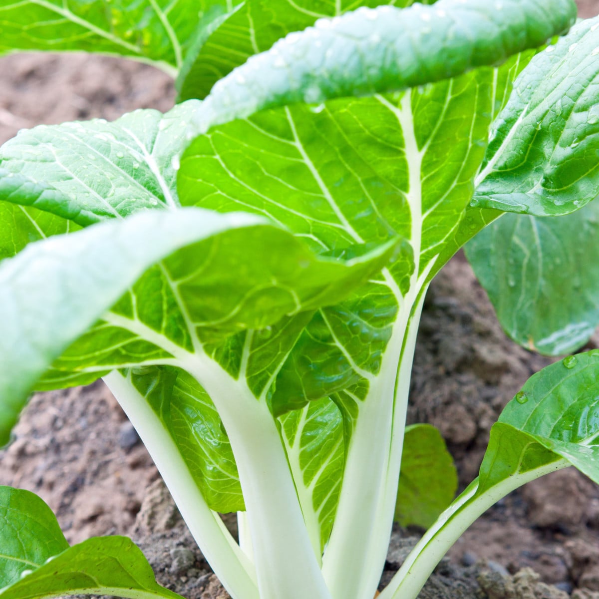 Pak Choi čínska kapusta - Brassica chinensis - semená - 100 ks