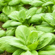Choy Sum čínska kapusta Fuubi - Brassica parachinensis - semená kapusty - 100 ks