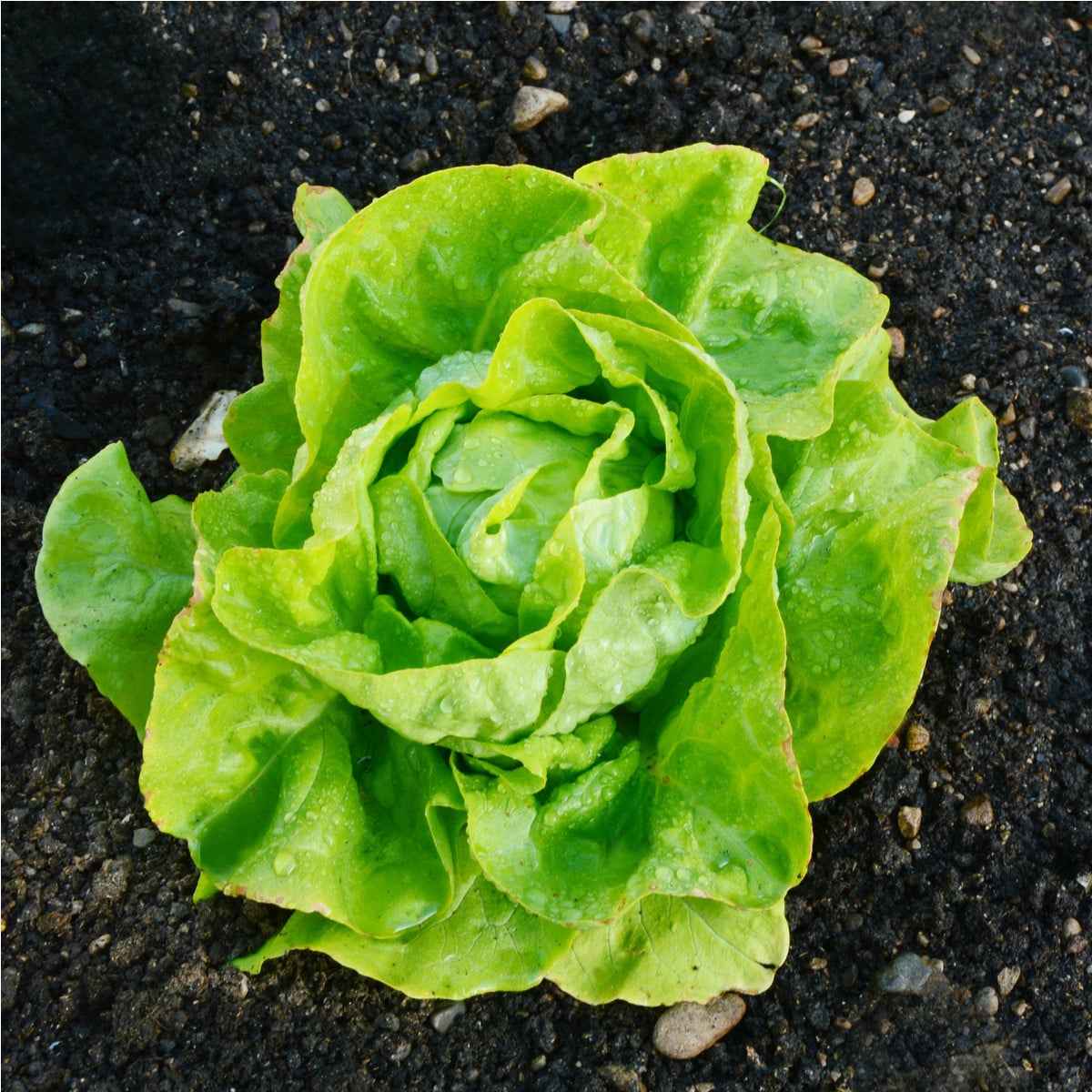BIO šalát hlávkový maslový Sylvesta - Lactuca sativa - bio semená šalátu - 100 ks