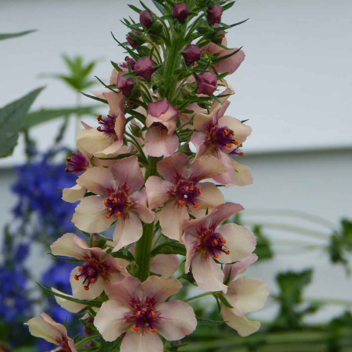 Divozel tmavočervený - Verbascum phoeniceum - semená divozela - 300 ks