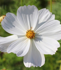 Krasuľka Sonata biela - Cosmos bipinnatus - semená krasuľky - 15 ks
