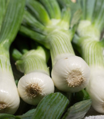 Cibuľa jarná La Reine - Allium cepa - semená cibule - 250 ks
