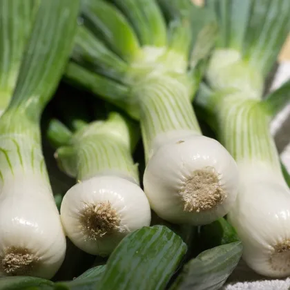 Cibuľa jarná La Reine - Allium cepa - semená cibule - 250 ks