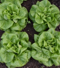 BIO šalát hlávkový Batavia Leny - Lactuca sativa - bio semená šalátu - 100 ks