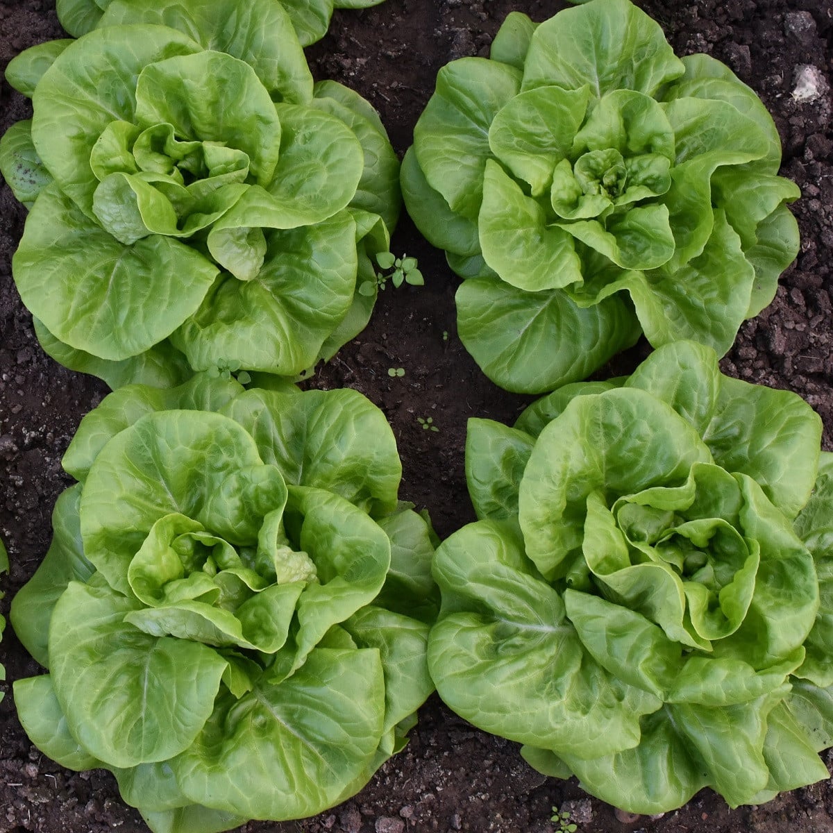 BIO šalát hlávkový Batavia Leny - Lactuca sativa - bio semená šalátu - 100 ks