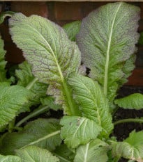 Horčica habešská - Brassica carinata - semená horčica - 250 ks
