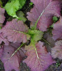 Horčica červená Red Frills - Brassica juncea - semená horčice - 300 ks