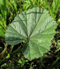 Slez kŕmny - Malva verticillata - semená slezu - 150 ks