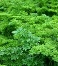 Petržlenová vňať záhradná Kudrnka - Petroselinum Crispum convar. vulgare - semená - 700 ks