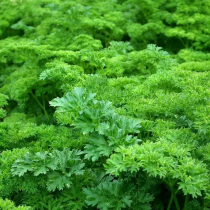Petržlenová vňať záhradná Kudrnka - Petroselinum Crispum convar. vulgare - semená - 700 ks