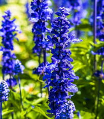 Šalvia Victoria Blue - Salvia farinacea - semená šalvie - 20 ks