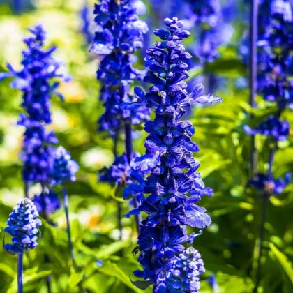Šalvia Victoria Blue - Salvia farinacea - semená šalvie - 20 ks