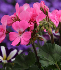 Muškát krúžkovaný Horizon mix farieb - Pelargonium zonale - semená - 4 ks