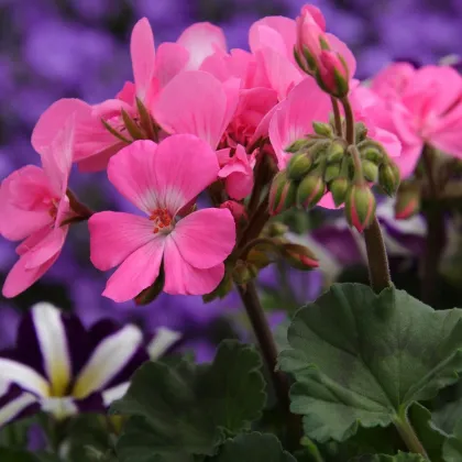Muškát krúžkovaný Horizon mix farieb - Pelargonium zonale - semená - 4 ks
