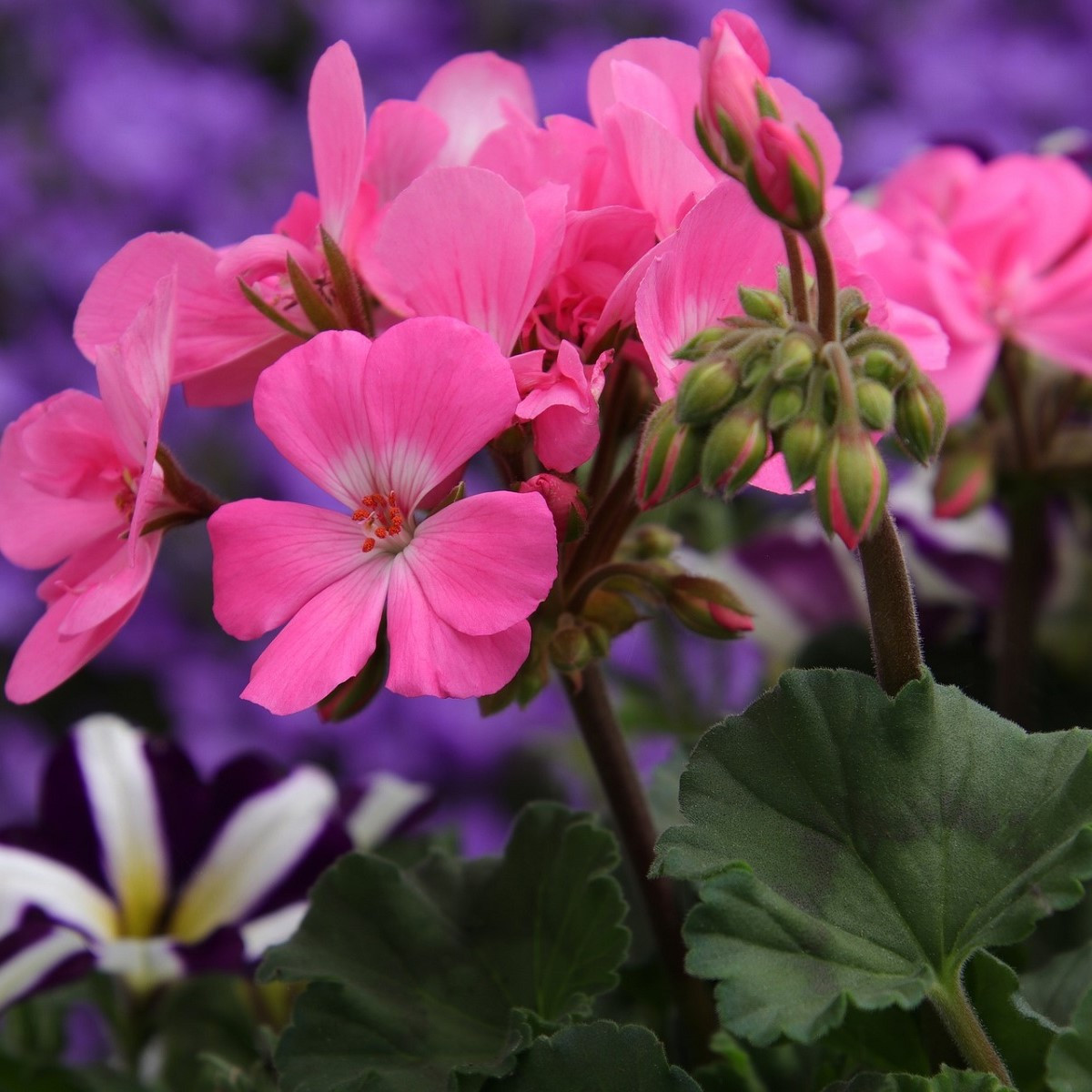 Muškát krúžkovaný Horizon mix farieb - Pelargonium zonale - semená - 4 ks