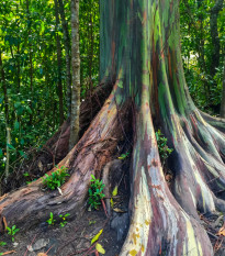 Eukalyptus dúhový - Blahovičník - Eucalyptus deglupta - semená eukalyptu - 10 ks
