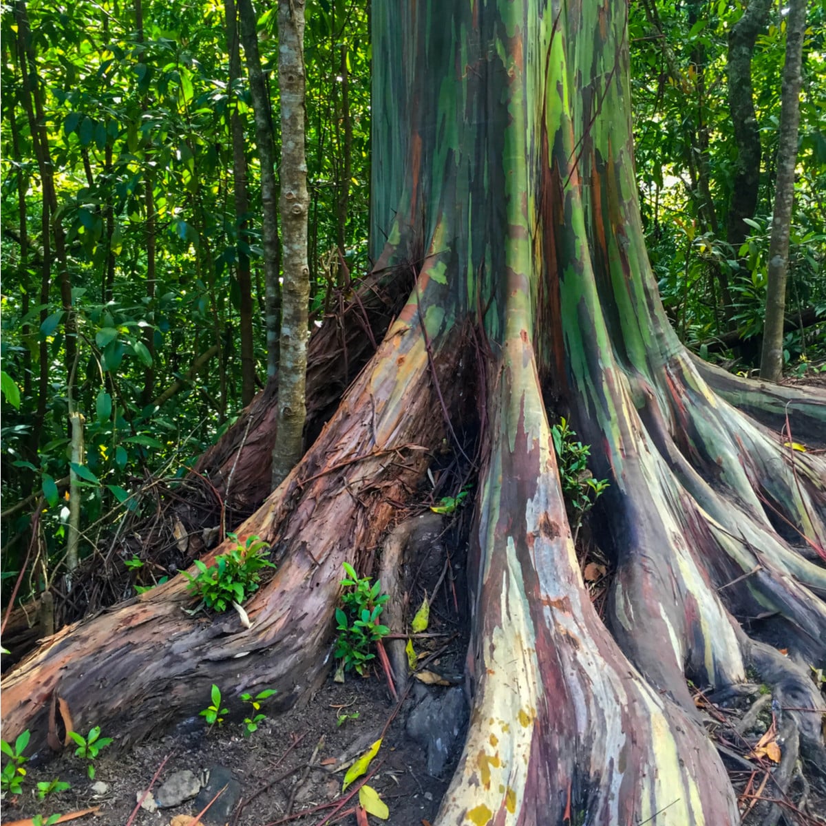 Eukalyptus dúhový - Blahovičník - Eucalyptus deglupta - semená eukalyptu - 10 ks