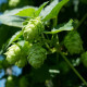 Chmeľ otáčavý - Humulus lupulus - semená chmeľu - 20 ks