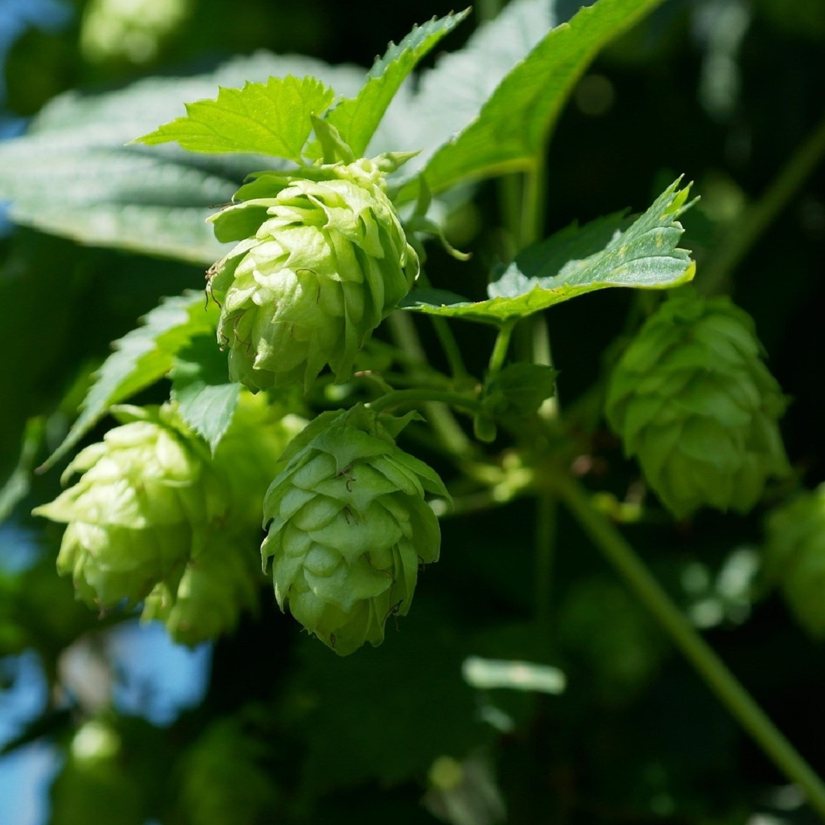 Chmeľ otáčavý - Humulus lupulus - semená chmeľu - 20 ks