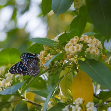 Ampak jaseňolistý - Evodia fraxinifolia - semená ampaka - 7 ks