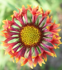 Kokarda jednoduchá Lorenziana zmes - Gaillardia pulchella - semená - 0,3 g