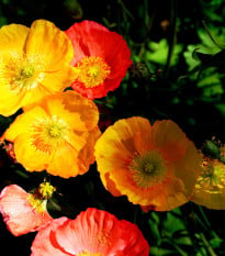 Mak alpský zmes - Papaver alpinum - semená - 0,01 g