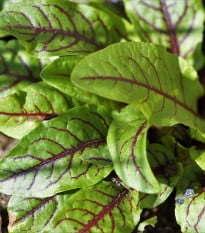 Šťaveľ krvavý - Rumex sanguineus - semená šťaveľa - 100 ks