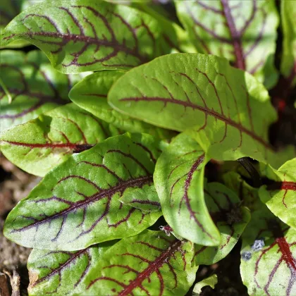 Šťaveľ krvavý - Rumex sanguineus - semená šťaveľa - 100 ks