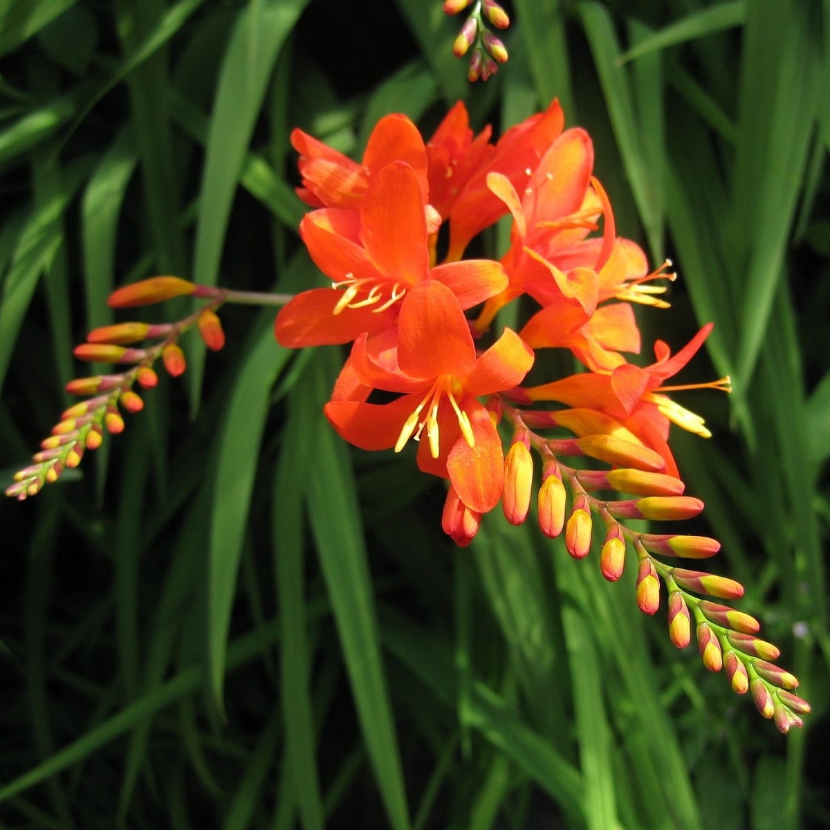 Montbrécia Masonorium - Crocosmia - hľuzy montbrécie - 4 ks