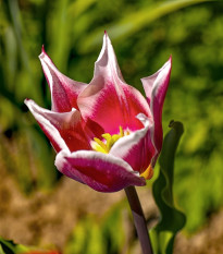 Tulipán Claudia - Tulipa - cibuľoviny - 3 ks
