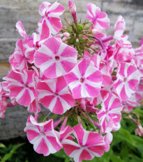 Plamienka Peppermint Twist - Phlox - voľnokorenné sadenice plamienky - 1 ks