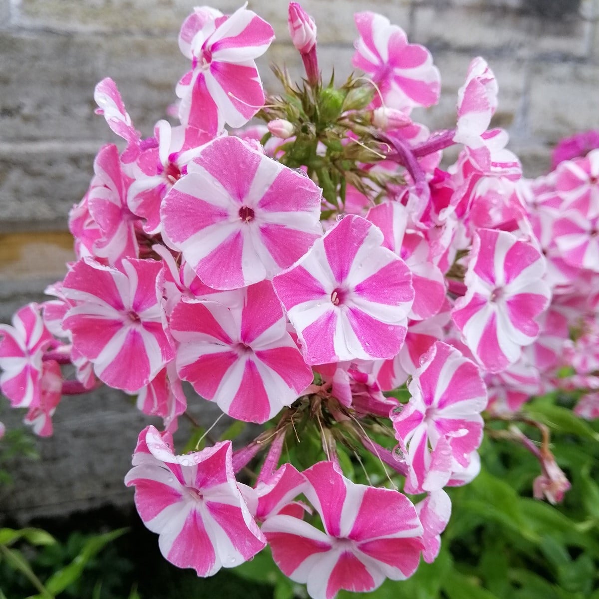 Plamienka Peppermint Twist - Phlox - voľnokorenné sadenice plamienky - 1 ks