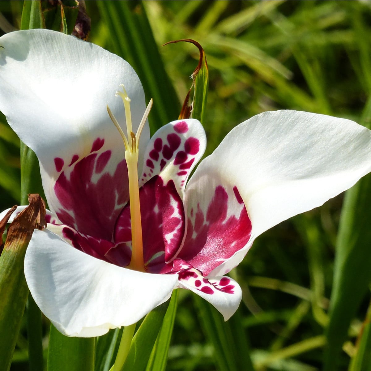 Tigrídia biela - Tigridia Alba - hľuzy tigrídie - 3 ks