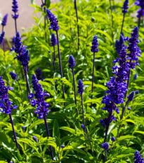 Šalvia transylvánska Blue Spires - Salvia transsylvanica - semená šalvie - 12 ks