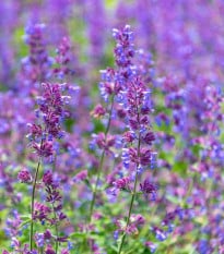 Kocúrnik záhradný - Nepeta faassenii - semená kocúrnika - 15 ks