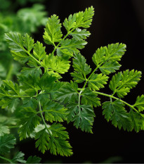 Trebuľka siata Massa - Anthriscus cerefolium - semená - 0,8 g